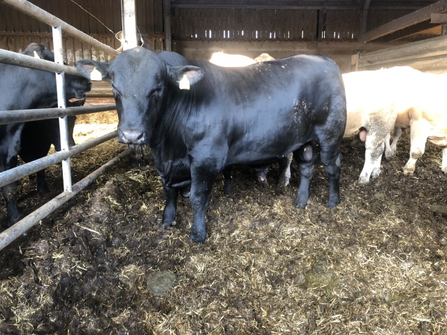 Black angus dekstieren
