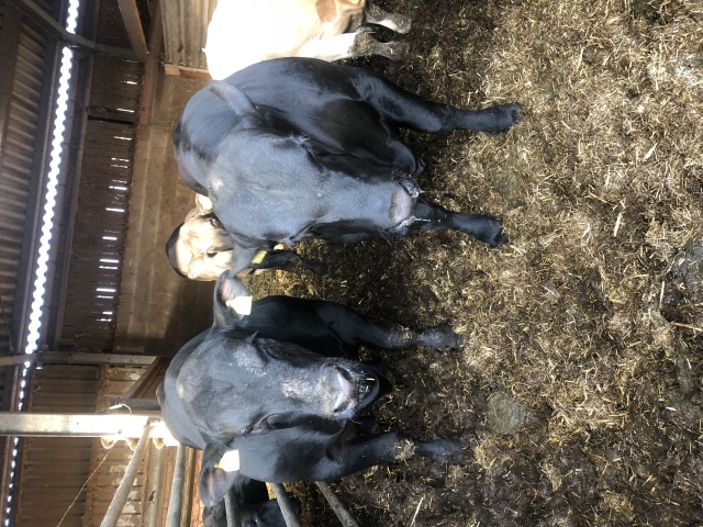 Black angus dekstieren