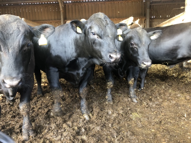 Black angus dekstieren