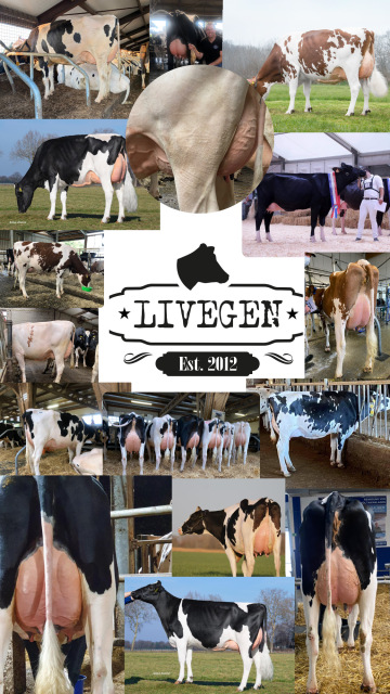 Vers afgekalfde vaarzen! Ook VLOG!!