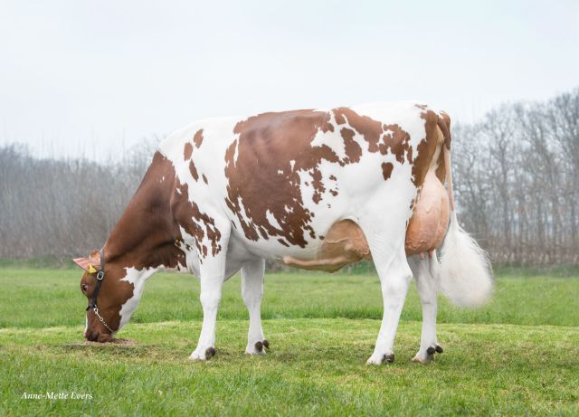 Vers afgekalfde vaarzen! Ook VLOG!!