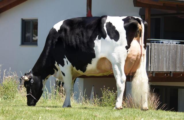 Vers afgekalfde vaarzen! Ook VLOG!!