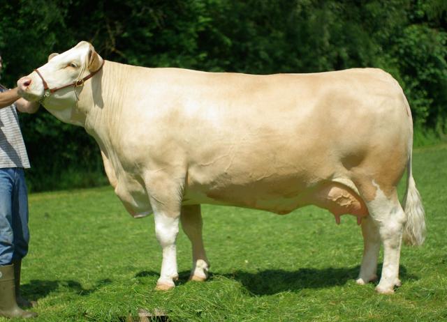 Woensdag 16 maart veiling Miesbach