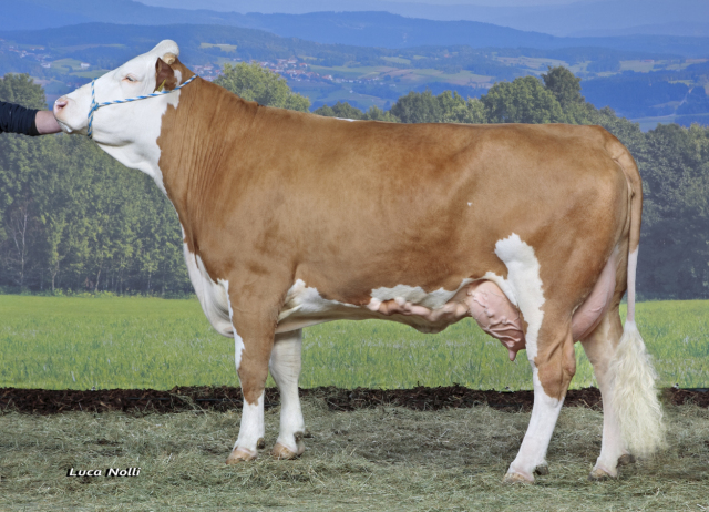 Woensdag 16 maart veiling Miesbach