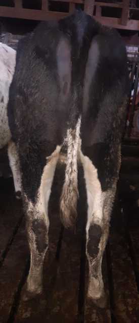 5 hoogdrachtige vaarzen van een stopper!