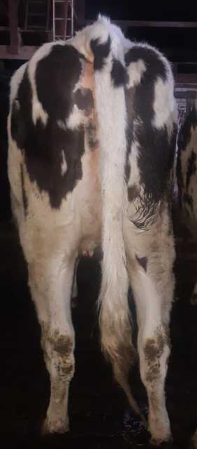 5 hoogdrachtige vaarzen van een stopper!