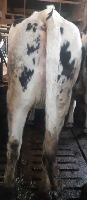 5 hoogdrachtige vaarzen van een stopper!