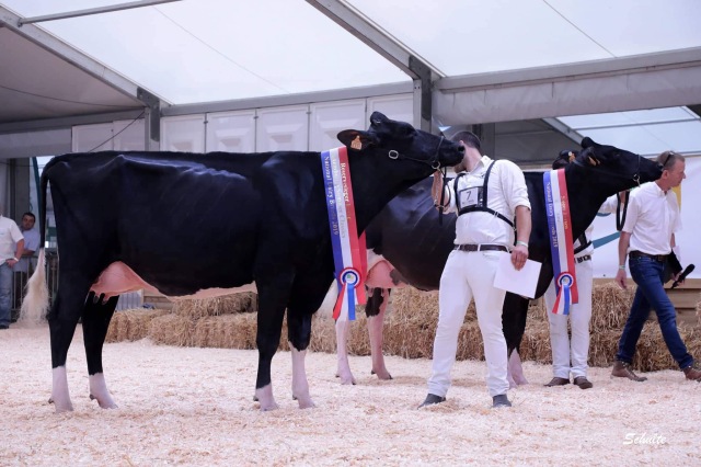Knappe juli/augustus kalvende vaarzen!