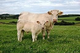 Limousin en Charolais runderen
