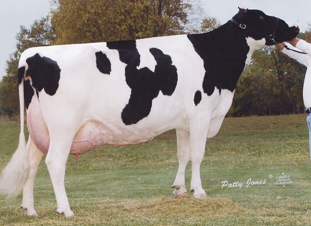 Stierkalf uit de Tri-Day Ashlyn EX96 fam