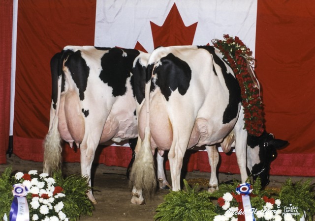 Stierkalf uit de Tri-Day Ashlyn EX96 fam