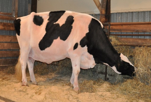 Stierkalf uit de Tri-Day Ashlyn EX96 fam