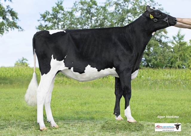 2 beste hoogdrachtige Holstein vaarzen