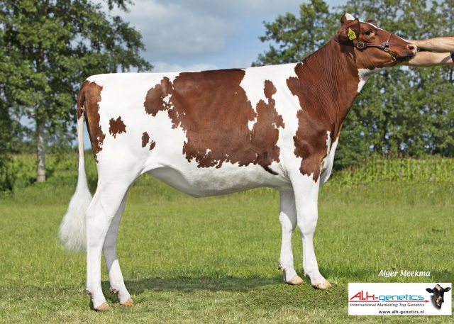 2 beste hoogdrachtige Holstein vaarzen