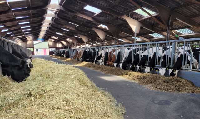 2 beste hoogdrachtige Holstein vaarzen