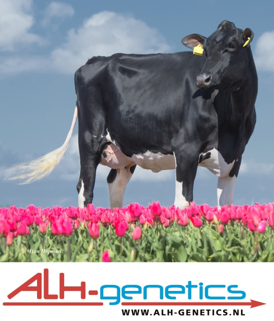 Beste DEKSTIER, top pedigree!
