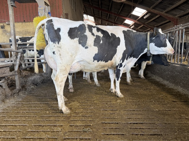 Eerste klas VLOG Holsteins