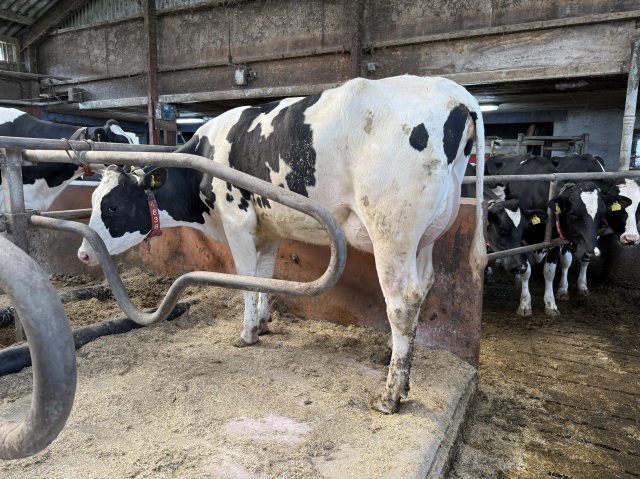 Eerste klas VLOG Holsteins