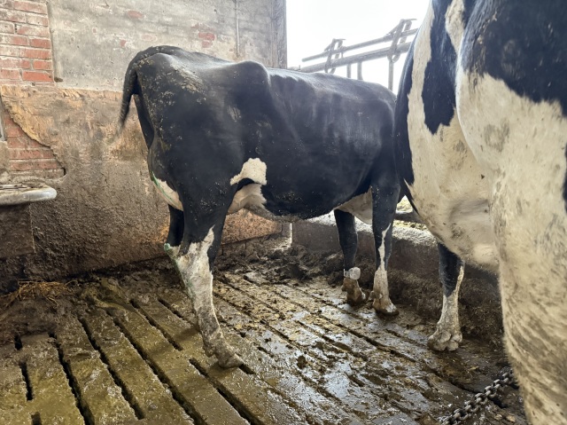 Eerste klas VLOG Holsteins