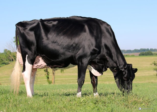 Vrouwelijke embryos