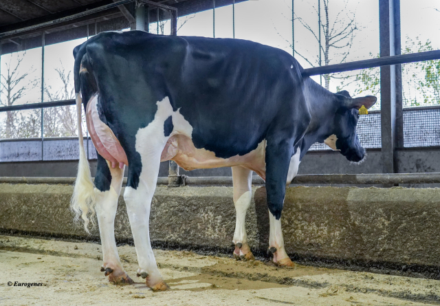 Fraaitypische eenjarige stier!