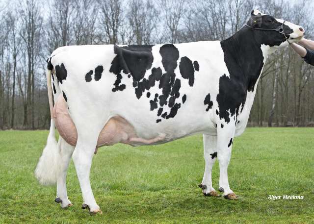 Donderdag 22 Mei Veiling Dalenoord !