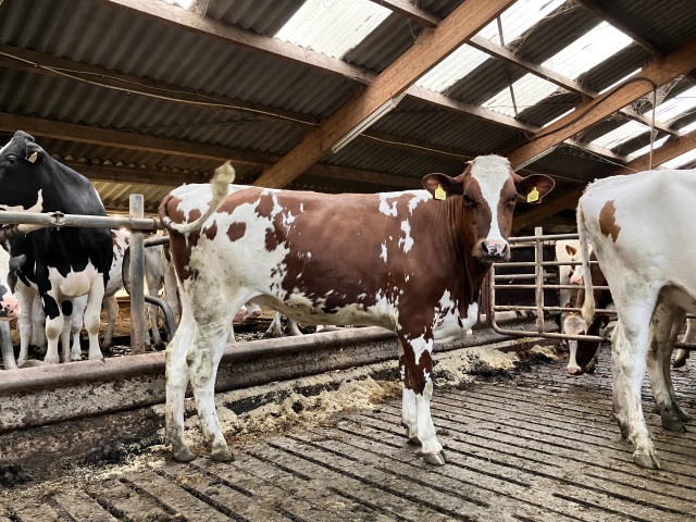 2 Mooie Holstein-Friesian Vaarzen