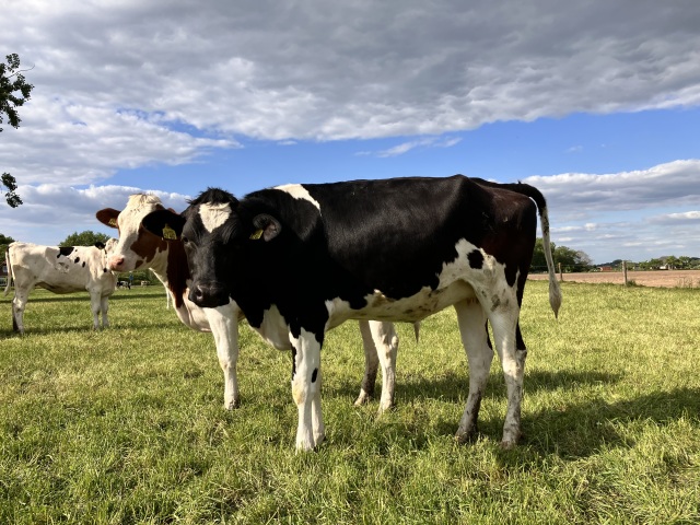 2 Mooie Holstein-Friesian Vaarzen