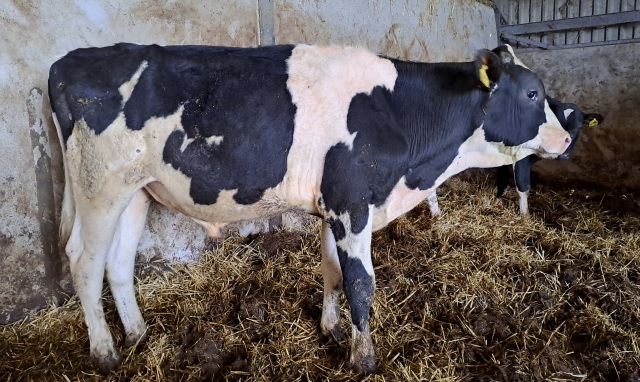 Zware sterke, correcte eenjarige stier!