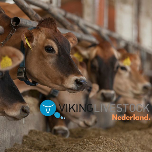 10 langdragende Jersey vaarzen