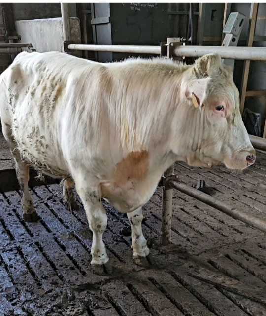 100% witte raszuiver belg blauw dekstier