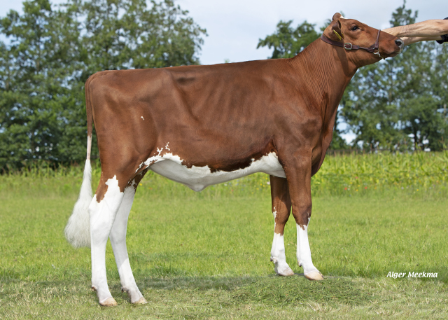 2 drachtige beste RED Holstein vaarzen