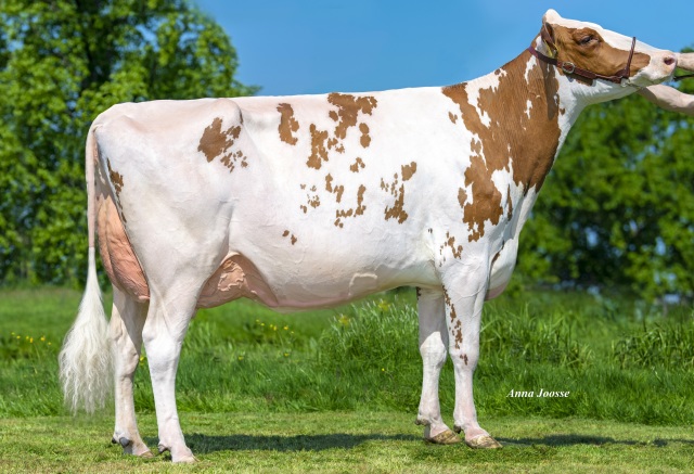 Vrouwelijke embryos