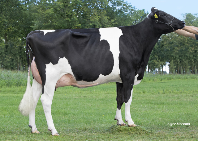 Vrouwelijke embryos