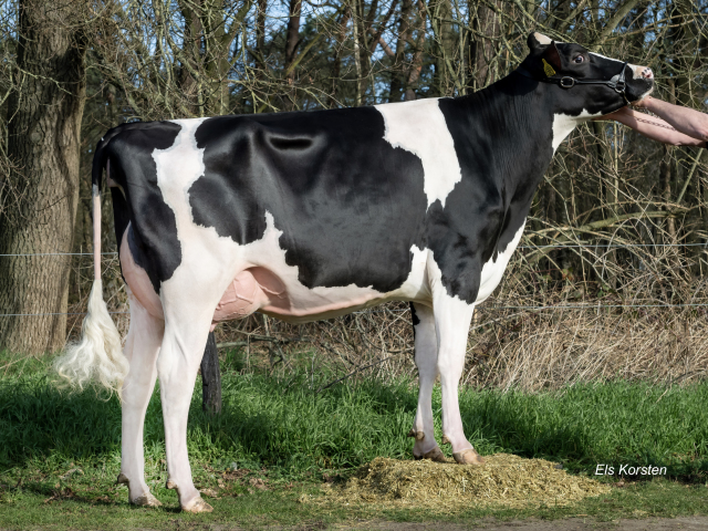Stierkalf uit diepe koefamilie!