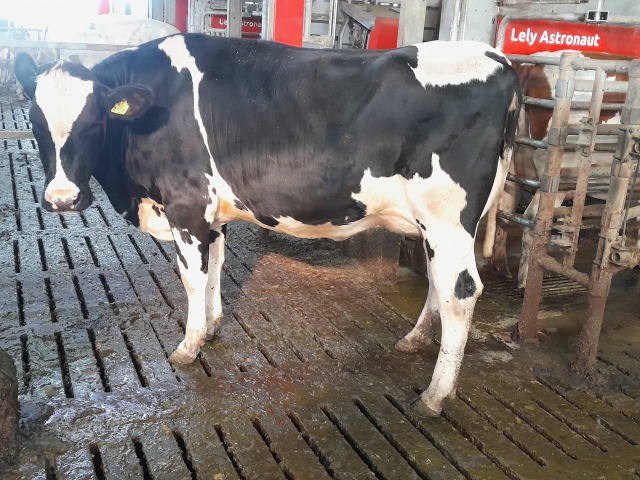 Melkgevende vaarzen te koop