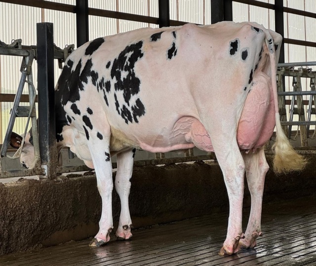 Vrouwelijke embryos