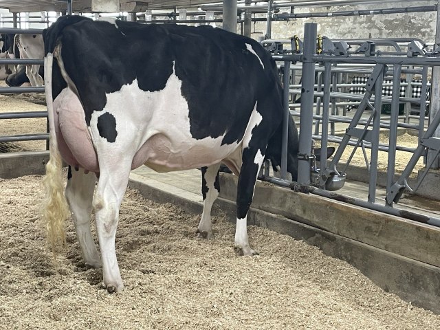 Vrouwelijke embryos
