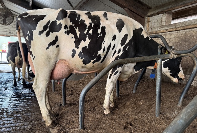 Vaarzen met top pedigree! Hoogste status