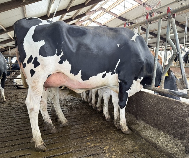 Vaarzen met top pedigree! Hoogste status