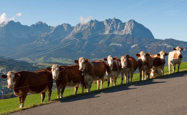 Fleckviehveiling Miesbach