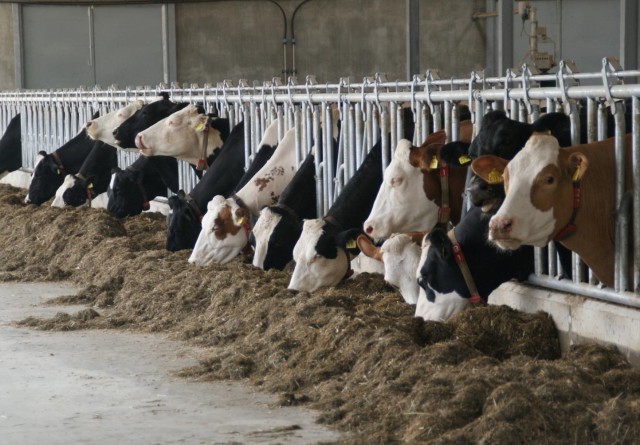 75 Top melkkoeien