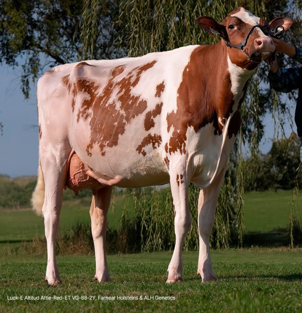 Vrouwelijke embryos