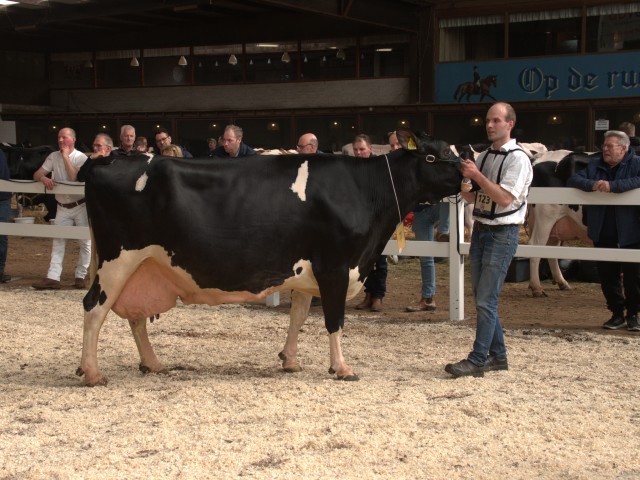 Stierkalf met gm van >160.000kg 11894V+E