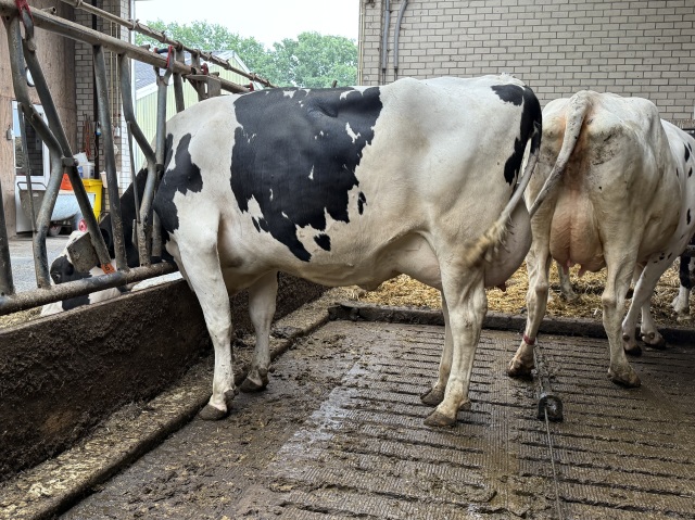 Stierkalf met gm van >160.000kg 11894V+E