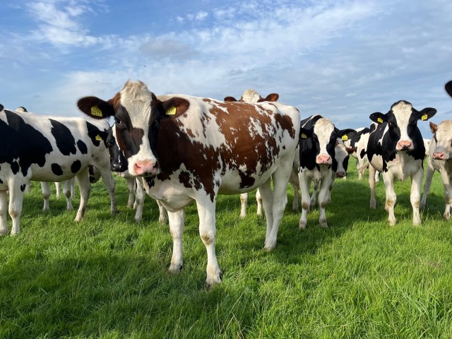 2 Mooie Holstein-Friesian Vaarzen