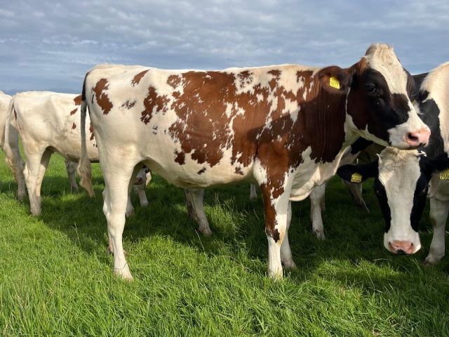 2 Mooie Holstein-Friesian Vaarzen