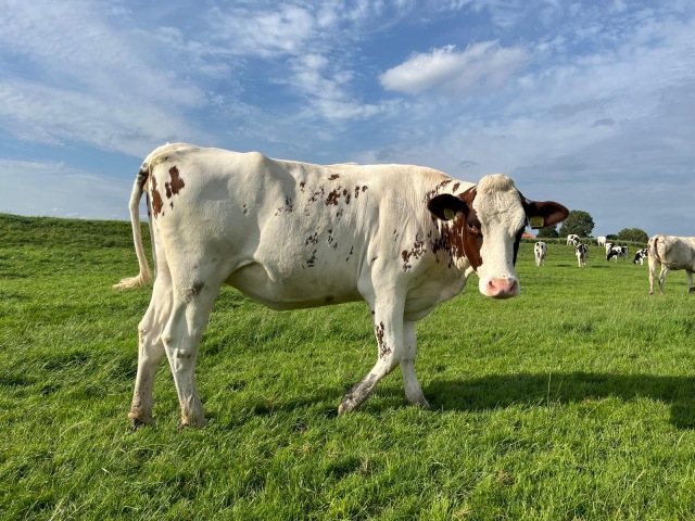 2 Mooie Holstein-Friesian Vaarzen