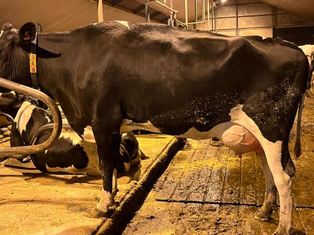 tweedekalfs melkkoe met fraai exterieur