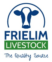 BIOLOGISCHE drachtige holstein vaarzen